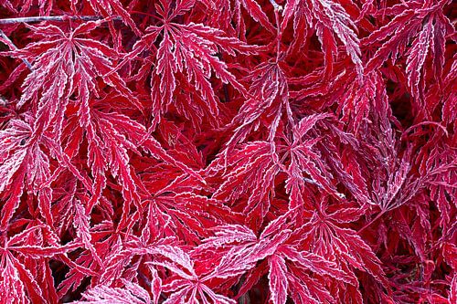 Hoarfrost on red maple leaves