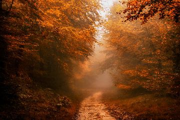 Pfad in Herbstfarben von Lars van de Goor