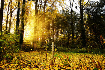 Zon breekt door in de herfst