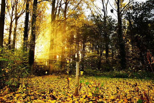 Zon breekt door in de herfst