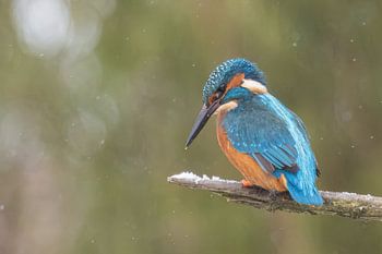 Eisvogel wartet auf Tauchgang