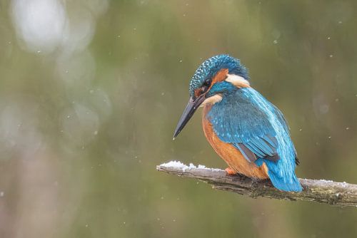 IJsvogel wachtend op duik