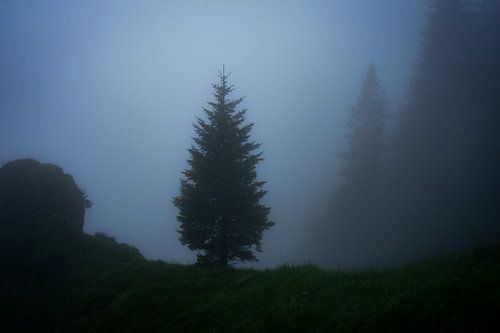 Baum in den Bergen an einem nebligen Nachmittag