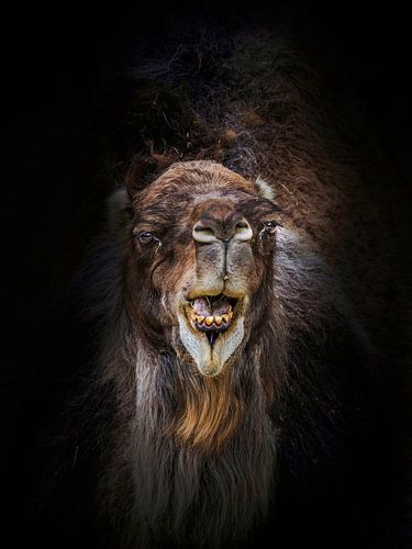 Dromerige dromedaris