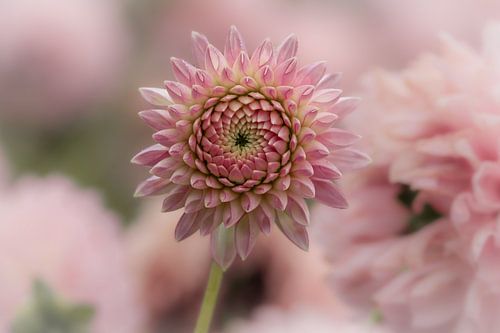 Dahlia's by Lillypix Art
