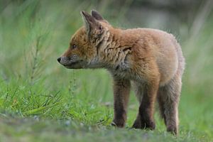 Jeune renard (louveteau) dans les dunes de la réserve d'eau d'Amsterdam