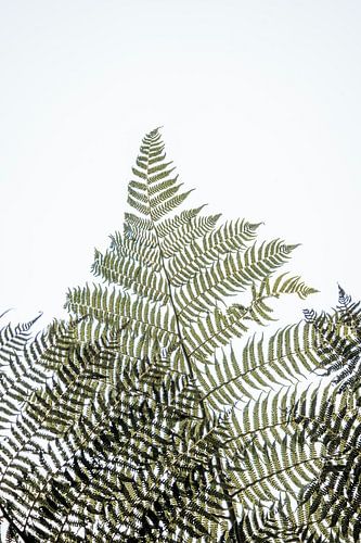 Feuille de fougère dans une lumière superposée avec des structures d'ombres abstraites