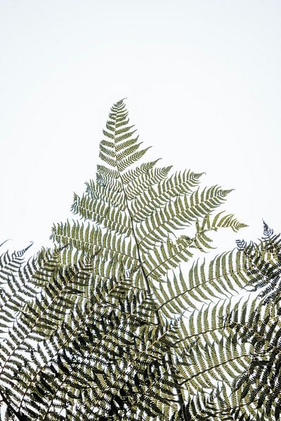 Varenblad in Gelaagd Licht met Abstracte Schaduwstructuren van Femke Ketelaar