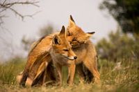 Rotfuchs.