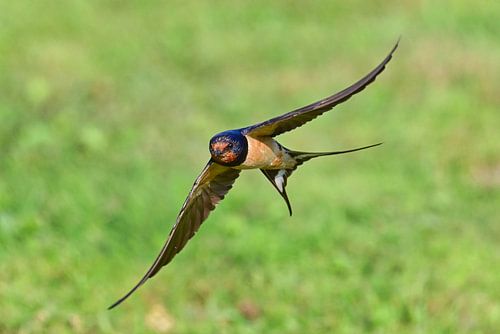 Schwalbe im Flug von Bernhard Kaiser