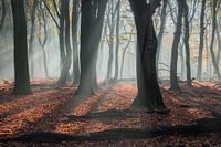 forest walk