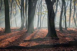 forest walk by Michael van Dam