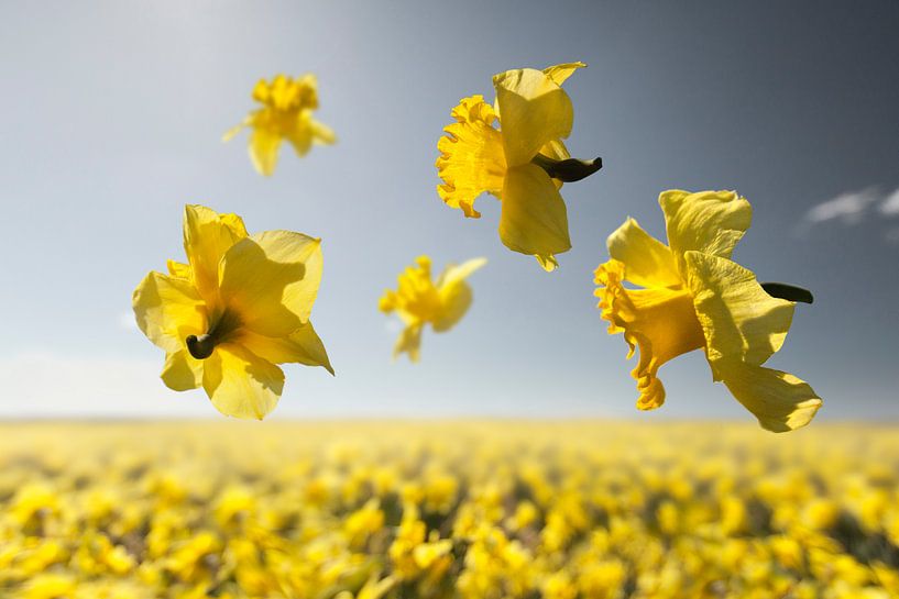 Le pouvoir des fleurs - Dutch Master par Claire Droppert