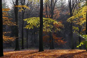 Forêt d'automne