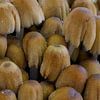 Heel veel paddenstoelen van Peter Bartelings
