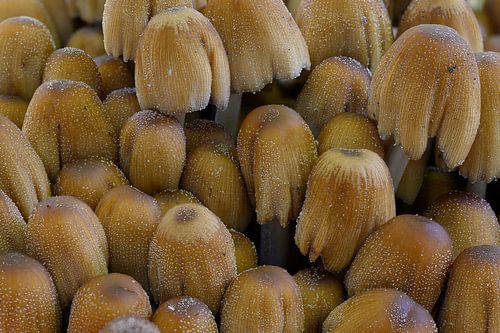 Heel veel paddenstoelen