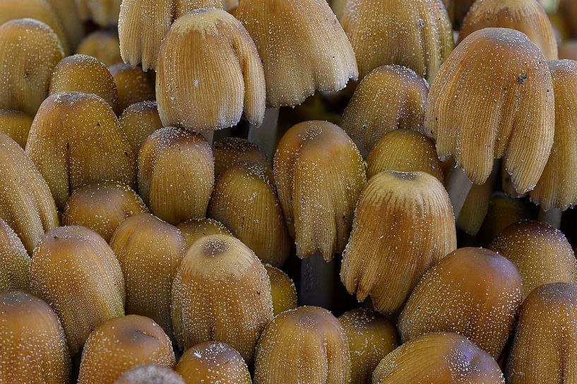 Beaucoup de champignons par Peter Bartelings