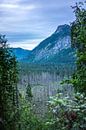 Mountains forest van Arkadiusz Kurnicki thumbnail