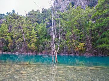 Einsamer Baum im schönen türkisfarbenen fließenden Wasser von Nature Life Ambience