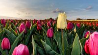 Hoge Tulpen ... von Jaap Terpstra Miniaturansicht
