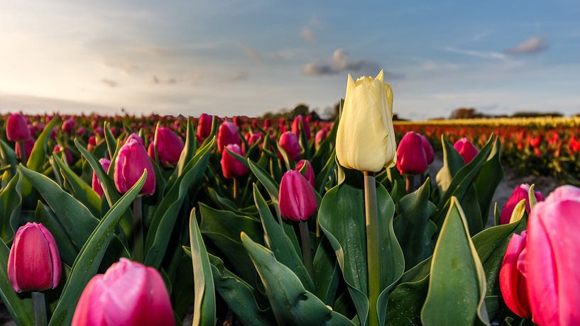 Hoge Tulpen ... von Jaap Terpstra