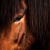 Pferdeauge Hintermähne Tiefe sanfte Kraft im Fokus von Femke Ketelaar