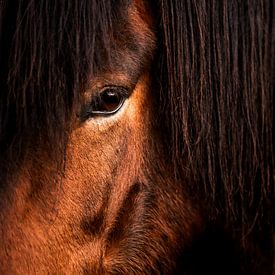 Pferdeauge Hintermähne Tiefe sanfte Kraft im Fokus von Femke Ketelaar