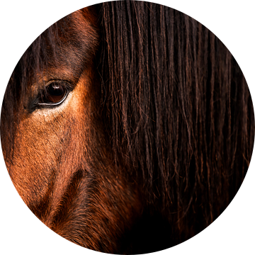 Paardenoog Achter Manen Diepe Zachtkracht in Focus van Femke Ketelaar