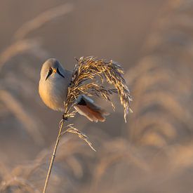 Bearded Reedling in winter morning sunshine by Neil Kampherbeek