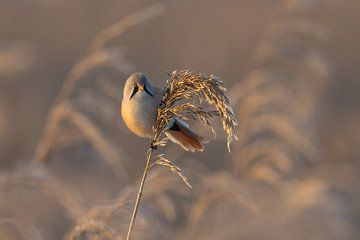 Bearded Reedling in winter morning sunshine