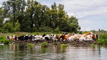 Koeien langs het water in de Biesbosch. van Roelof Aleva