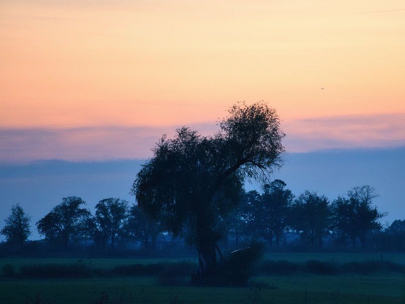 Arbre dans une prairie par temps de brouillard au lever du soleil par Martin Köbsch