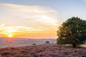 Le lever de soleil au-dessus de Heather de floraison met en place dans les collines