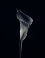 Calla lelie