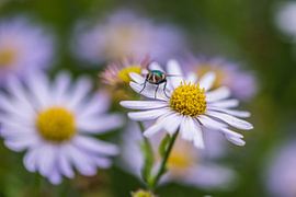 flora von Bart Liesenborgs