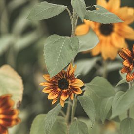 Zonnebloemen in de tuin van Tessa Dommerholt