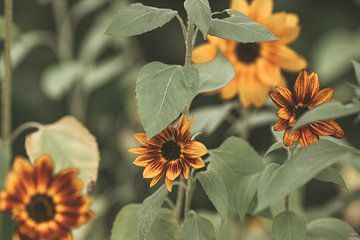Sonnenblumen im Garten von Tessa Dommerholt