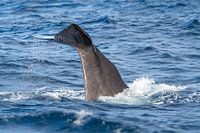 Diving sperm whale in the Mediterranean Sea