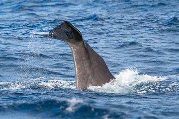 Tauchender Pottwal im Mittelmeer von Ronald Buitendijk Fotografie