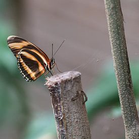 Gebänderter Orange Heliconian von Matthias Brix