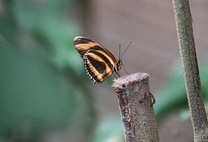 Gebänderter Orange Heliconian