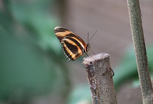 Gebandeerde oranje helicon