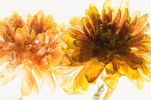 Chrysanthème orange en glace 3