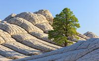 White Pocket, Arizona von Henk Meijer Photography Miniaturansicht