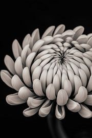 Fleur en noir et blanc