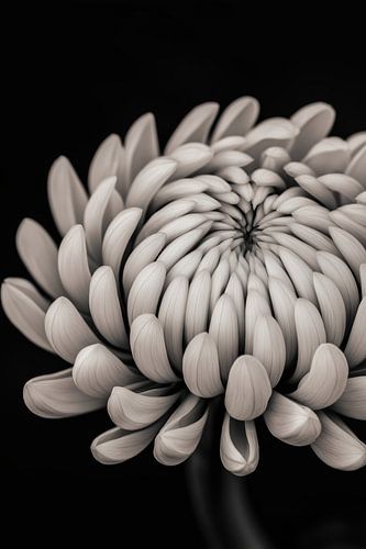 Flower in black and white