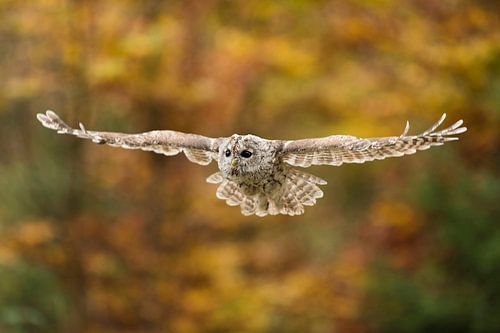 Waldkauz (Strix aluco) im Flug vor herbstlichem Hintergrund