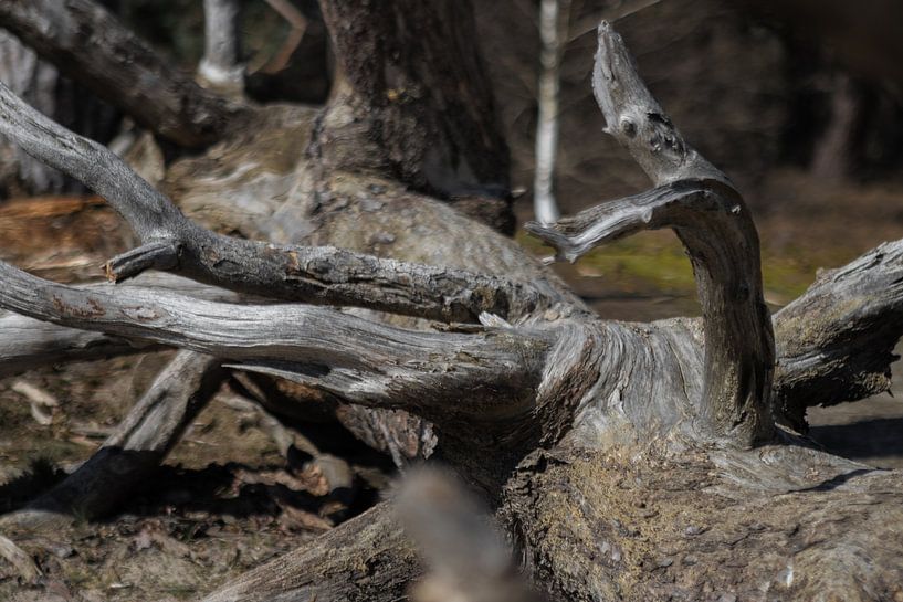 Watching branch on a tree trunk by Marco Leeggangers