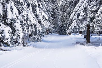 Landschaft im Winter im Thüringer Wald