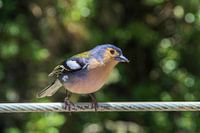 Coloured Wings of Madeira